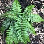 Polystichum braunii Лист