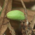Pycnandra sclerophylla Frucht