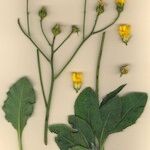 Hieracium schmidtii Tervik taim