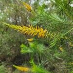 Persoonia pinifolia