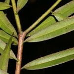 Podocarpus guatemalensis Fruct