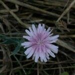 Crepis rubra Kvet