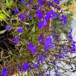 Lobelia erinusBlomst