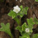 Nemophila spatulata