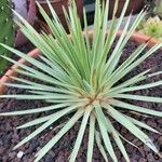 Agave stricta ഇല