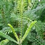 Achillea distans Folha