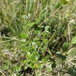 Betula nana Leaf