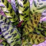 Calathea lancifolia Hoja