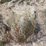 Reseda stricta Habit