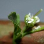 Cardamine bonariensis Flower