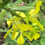 Sinapis arvensis Fula