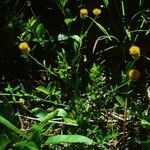 Polygala lutea Hábito