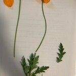 Papaver atlanticum পাতা