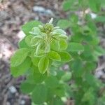 Lespedeza hirta 花