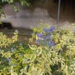 Caryopteris x clandonensis Flower