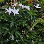 Jasminum officinale Pokrój