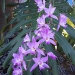 Laelia autumnalis Blomst