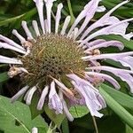 Monarda fistulosa 花