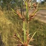 Themeda quadrivalvis Žiedas