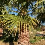 Washingtonia filiferaList