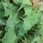 Alchemilla glabra Hoja