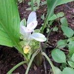 Curcuma zedoaria Flor