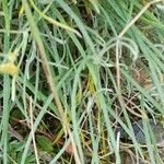 Achyrocline flaccida Hoja