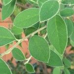 Cotoneaster pannosus Leaf