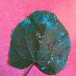 Cercis siliquastrum Leaf