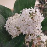 Acokanthera oppositifolia Flower