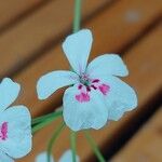 Pelargonium echinatum Flor