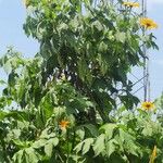 Tithonia diversifolia Alkat (teljes növény)