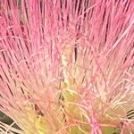 Albizia julibrissin Floro