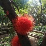 Brownea rosa-de-monte Flower