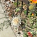Conyza bonariensis 花