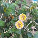 Lantana × strigocamara 花