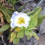 Nolana rupicola Flower