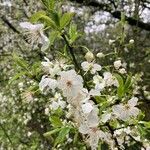 Prunus cerasusFleur