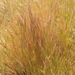 Festuca ambigua Flower