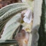 Leucas tomentosa Floare