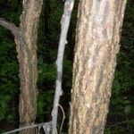 Ulmus thomasii Bark