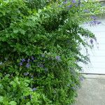 Duranta erecta Libunga