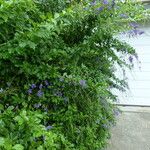 Duranta erecta Habit