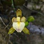 Aspasia epidendroides Цвят