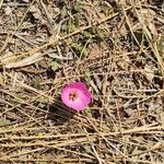 Modiolastrum gilliesii Blomst