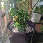 Ardisia crenata List
