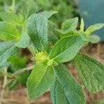 Acanthospermum hispidum Leaf