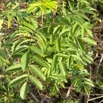 Sorbus aucuparia Φύλλο