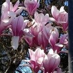 Magnolia × soulangeanaFlor