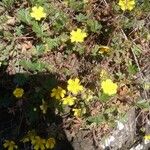 Potentilla erectaFlower